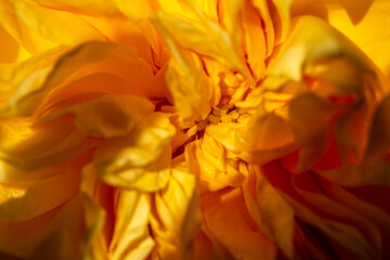 close up of yellow flower