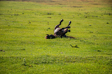 wild horse in the field