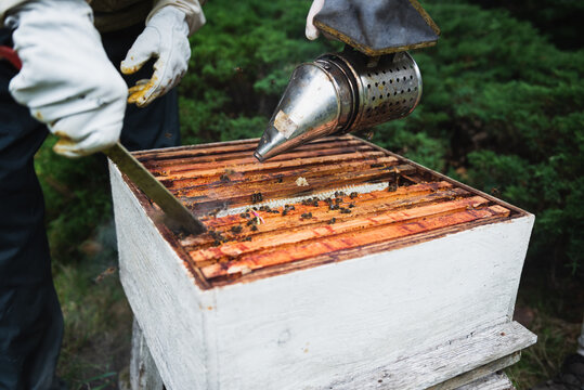 Beekeepers working on the beehive with the smoker to calm bees