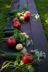 summer vegetables and herbs in the summer garden