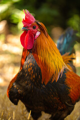 Domestic chicken outside, close up background.