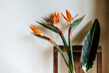 Bird of paradise plant