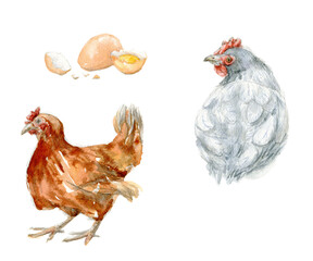Set of watercolor illustrations of chikens and egg. Hand drawn painting of farming life on white background for design, clipart and stikers.