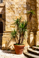 Plants and front door of a house in Valletta