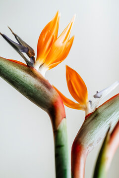 Bird of paradise plant
