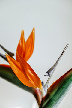 Bird of paradise plant