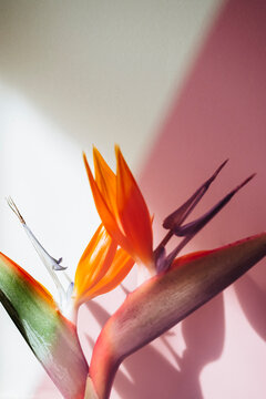 Bird of paradise plant