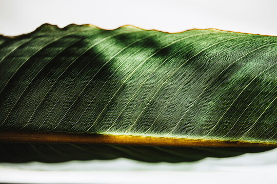 leaf of Bird of paradise plant