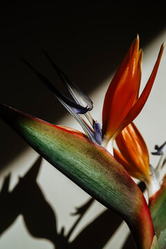 Bird of paradise plant