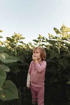 boy in a sunflower crop