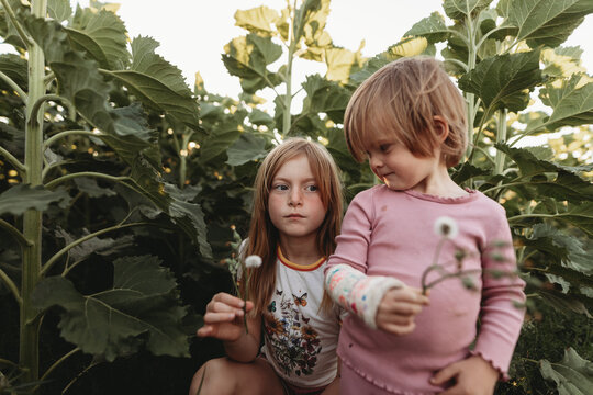 kids in a sunflower crop