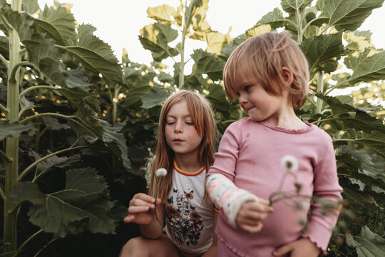 kids in a sunflower crop