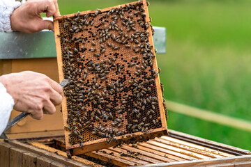 beekeepers inspect bees on a wax frame in a beekeeping