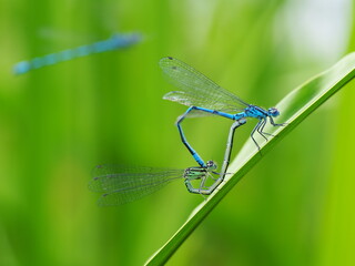 Damselflies on a green leaf
