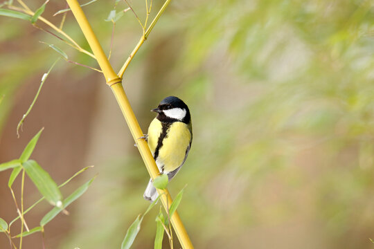 Great tit perched on bamboo