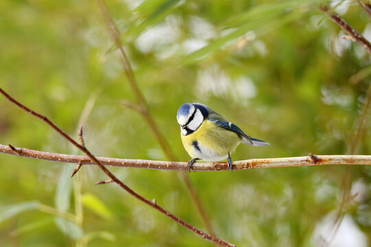 Blue tit on birch