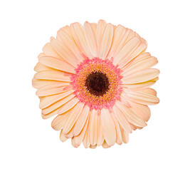 Gerbera, beige flower bud top view, isolated on white background with clipping path.