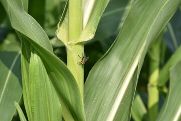 Corn flower and little bee on a sunny day