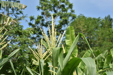Obraz premium Corn flower and little bee on a sunny day