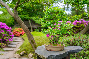 Japanese garden with bonsai tree and pink rhododendrons bushes