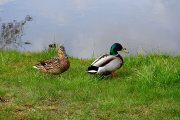 A close up on two ducks, one brown one and one grey and green one standing next to the coast of a small river or lake on a sandy coast covered in grass seen on a sunny summer day in Poland