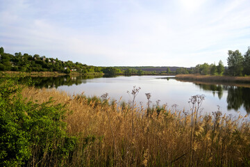 Fototapeta na wymiar Lake thickets and reeds natural nature in sunny summer weather
