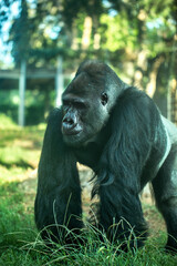 western lowland gorilla close up