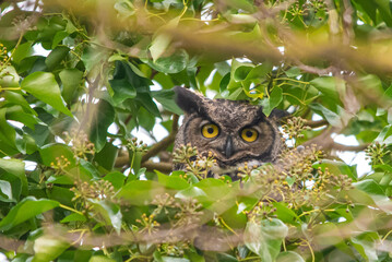 Great Horned Owl