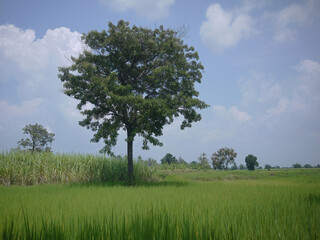Fototapeta na wymiar A standalone tree in the tropical green field in the blue sky