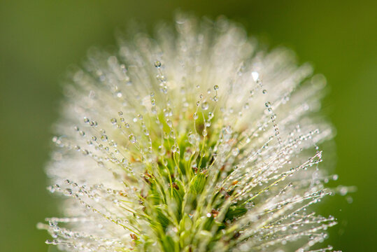 Seed-head with Dew