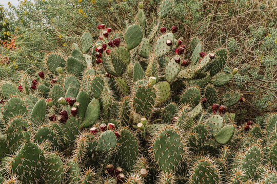 Nopales