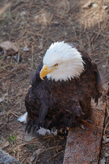 American black and white bald eagle