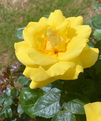 yellow rose in the garden
