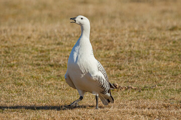 Magellan goose or Upland goose (Chloephaga picta) male standing in yellow grass and calling in Torres del Paine National Park