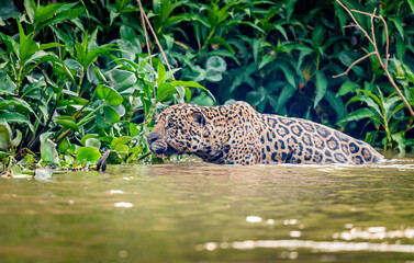 A wet jaguar slinks slowly through the water stalking a prey