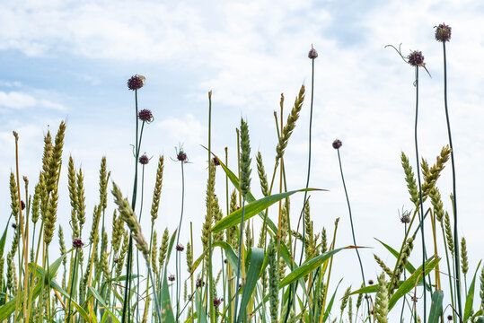 Minimal Plants with Sky