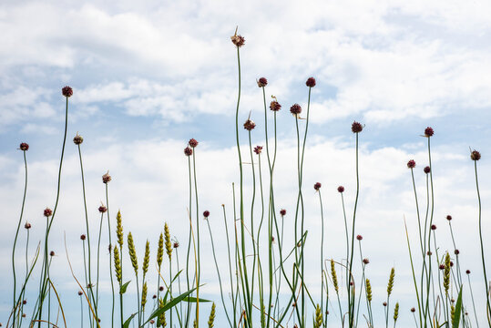Minimal Plants with Sky
