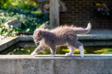 Fluffy grey kitten walking