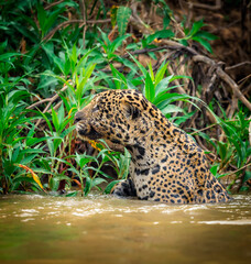 Adult jaguar looking in left profile while standing in water in Pantanal