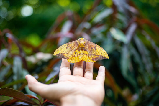 Large Imperial Moth perched on a hand