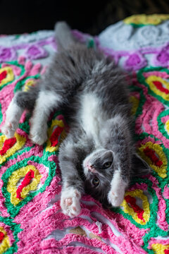Cute Kitten on Chenille Blanket