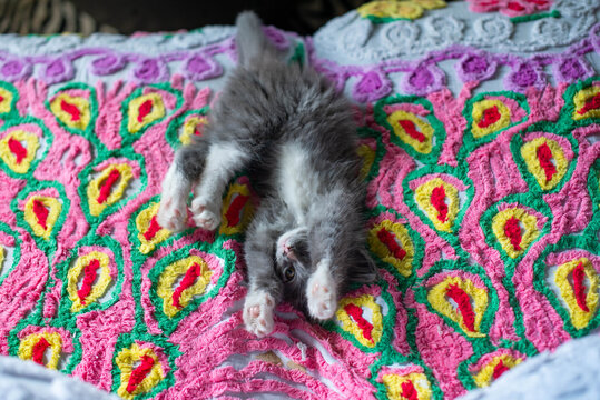 Cute Kitten on Chenille Blanket