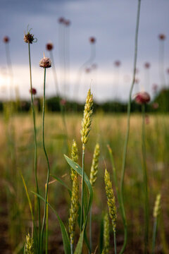 Minimal Weeds