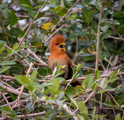 Chestnut brown little cockoo screams for its mate during mating season