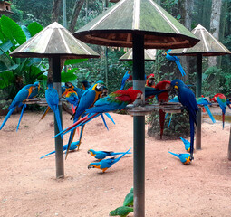 Parrots in Bird Park, Iguazu, Brazil - obrazy, fototapety, plakaty