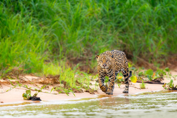 Large jaguar walks slowy on river shoreline and looks directly at camera © Jo