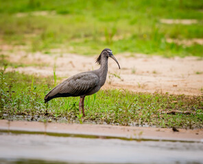 Plumbeous ibis stands in muddy water's edge in Pantanal