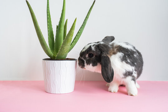 Adorable bunny sitting near houseplant