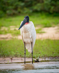 Tall white woodstork stands on river's edge