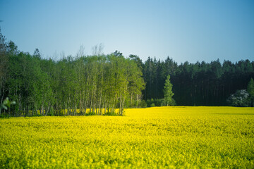 A beautiful summer morning landscape with a blooming yellow canola field. Rapeseed blossoming in the rural scenery of Northern Europe.